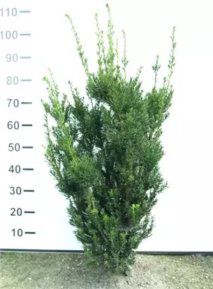 Eibe 'Hillii' - Taxus media 'Hillii' - Heckenpflanzen
