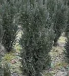 Spalier-Eibe - Taxus media 'Straight Hedge'