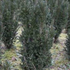 Taxus media 'Straight Hedge', mB 80- 100
