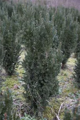 Spalier-Eibe - Taxus media 'Straight Hedge'