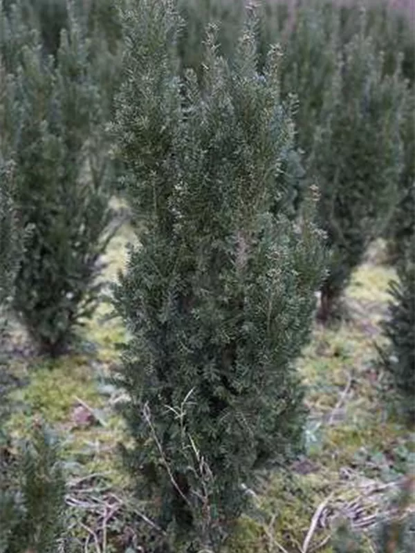 Spalier-Eibe - Taxus media 'Straight Hedge'