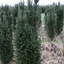 Taxus media 'Straight Hedge', mB 100- 120