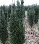 Spalier-Eibe - Taxus media 'Straight Hedge'