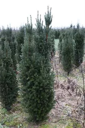 Spalier-Eibe - Taxus media 'Straight Hedge'