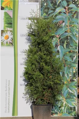 Lebensbaum 'Brabant' - Thuja occidentalis 'Brabant' - Heckenpflanzen