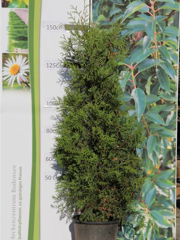 Lebensbaum 'Brabant' - Thuja occidentalis 'Brabant' - Heckenpflanzen