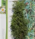 Lebensbaum 'Brabant' - Thuja occidentalis 'Brabant' - Heckenpflanzen