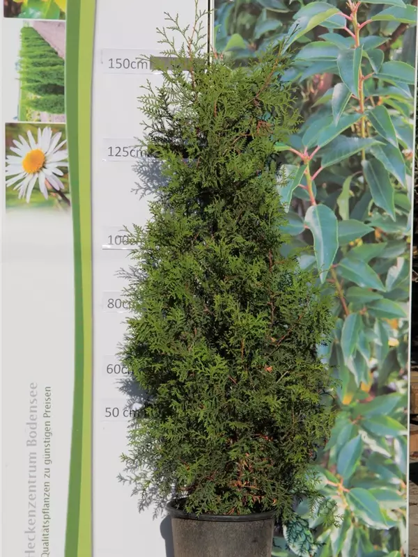 Lebensbaum 'Brabant' - Thuja occidentalis 'Brabant' - Heckenpflanzen
