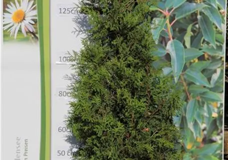 Thuja occidentalis 'Brabant' - Heckenpflanzen - Lebensbaum 'Brabant'