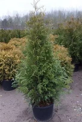 Lebensbaum 'Brabant' - Thuja occidentalis 'Brabant' - Heckenpflanzen
