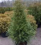 Lebensbaum 'Brabant' - Thuja occidentalis 'Brabant' - Heckenpflanzen