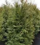 Lebensbaum 'Brabant' - Thuja occidentalis 'Brabant' - Heckenpflanzen