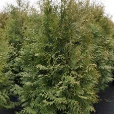 Thuja occidentalis 'Brabant' - Heckenpflanzen, C 25 160- 180