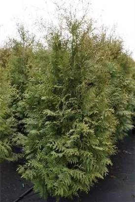 Lebensbaum 'Brabant' - Thuja occidentalis 'Brabant' - Heckenpflanzen