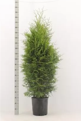 Lebensbaum 'Brabant' - Thuja occidentalis 'Brabant' - Heckenpflanzen