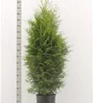 Lebensbaum 'Brabant' - Thuja occidentalis 'Brabant' - Heckenpflanzen