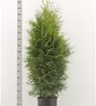Lebensbaum 'Brabant' - Thuja occidentalis 'Brabant' - Heckenpflanzen