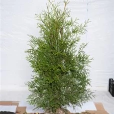 Thuja occidentalis 'Brabant' - Heckenpflanzen, MB 80- 100
