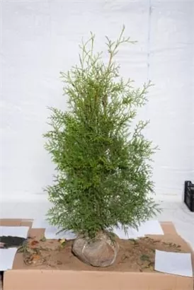 Lebensbaum 'Brabant' - Thuja occidentalis 'Brabant' - Heckenpflanzen