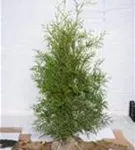 Lebensbaum 'Brabant' - Thuja occidentalis 'Brabant' - Heckenpflanzen