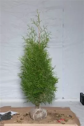 Lebensbaum 'Brabant' - Thuja occidentalis 'Brabant' - Heckenpflanzen