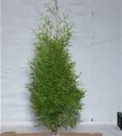 Lebensbaum 'Brabant' - Thuja occidentalis 'Brabant' - Heckenpflanzen