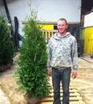 Lebensbaum 'Brabant' - Thuja occidentalis 'Brabant' - Heckenpflanzen