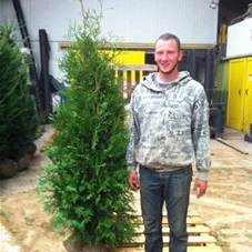 Thuja occidentalis 'Brabant' - Heckenpflanzen, 3xv mB 150- 175