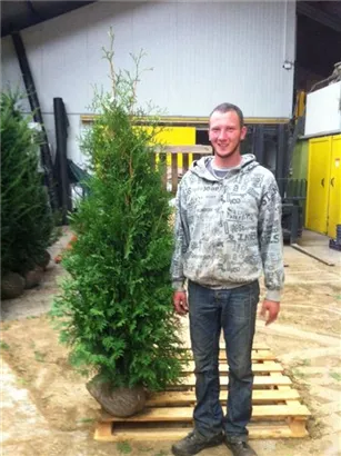 Lebensbaum 'Brabant' - Thuja occidentalis 'Brabant' - Heckenpflanzen