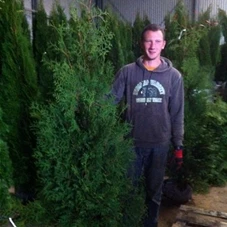 Thuja occidentalis 'Brabant' - Heckenpflanzen, 3xv mB 175- 200