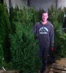 Lebensbaum 'Brabant' - Thuja occidentalis 'Brabant' - Heckenpflanzen