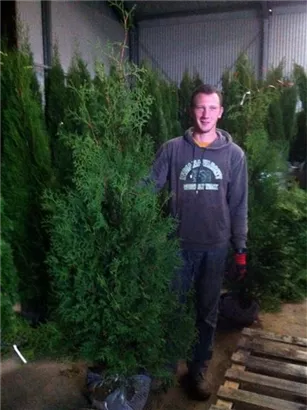 Lebensbaum 'Brabant' - Thuja occidentalis 'Brabant' - Heckenpflanzen