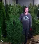 Lebensbaum 'Brabant' - Thuja occidentalis 'Brabant' - Heckenpflanzen