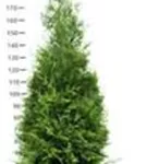 Lebensbaum 'Brabant' - Thuja occidentalis 'Brabant' - Heckenpflanzen