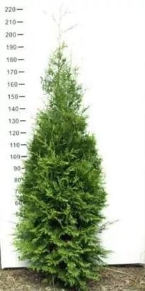 Lebensbaum 'Brabant' - Thuja occidentalis 'Brabant' - Heckenpflanzen