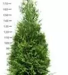 Lebensbaum 'Brabant' - Thuja occidentalis 'Brabant' - Heckenpflanzen
