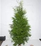 Lebensbaum 'Brabant' - Thuja occidentalis 'Brabant' - Heckenpflanzen