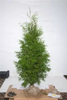 Lebensbaum 'Brabant' - Thuja occidentalis 'Brabant' - Heckenpflanzen