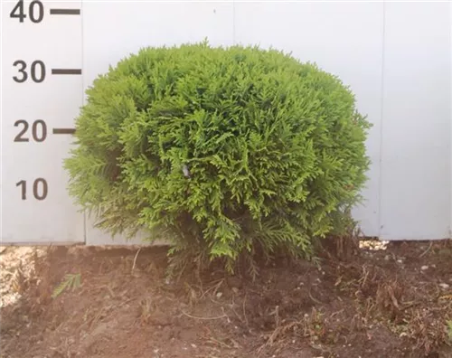 Zwergiger Kugel-Lebensbaum - Thuja occidentalis 'Danica'