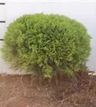 Zwergiger Kugel-Lebensbaum - Thuja occidentalis 'Danica'
