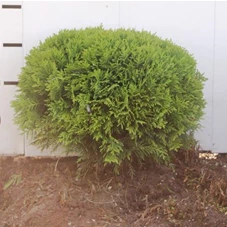 Thuja occidentalis 'Danica', mB 35- 40