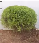 Zwergiger Kugel-Lebensbaum - Thuja occidentalis 'Danica'