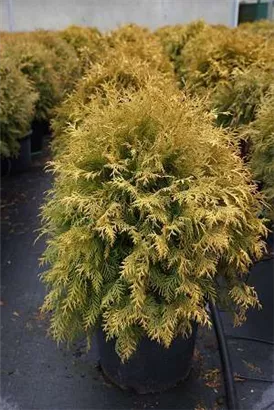 Lebensbaum 'Golden Globe' - Thuja occidentalis 'Golden Globe'