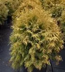 Lebensbaum 'Golden Globe' - Thuja occidentalis 'Golden Globe'