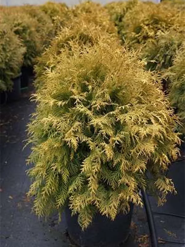 Lebensbaum 'Golden Globe' - Thuja occidentalis 'Golden Globe'