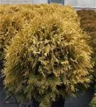 Lebensbaum 'Golden Globe' - Thuja occidentalis 'Golden Globe'