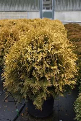 Lebensbaum 'Golden Globe' - Thuja occidentalis 'Golden Globe'