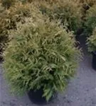 Lebensbaum 'Golden Globe' - Thuja occidentalis 'Golden Globe'