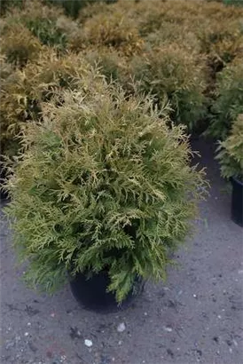 Lebensbaum 'Golden Globe' - Thuja occidentalis 'Golden Globe'