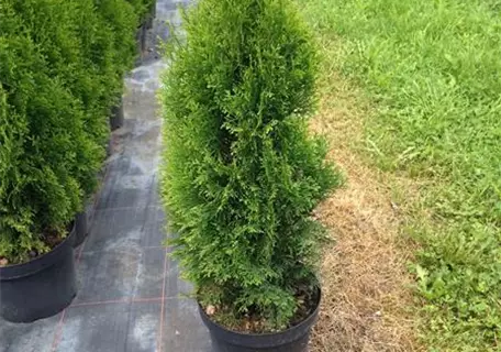 Thuja occidentalis 'Smaragd' - Heckenpflanzen - Lebensbaum 'Smaragd'